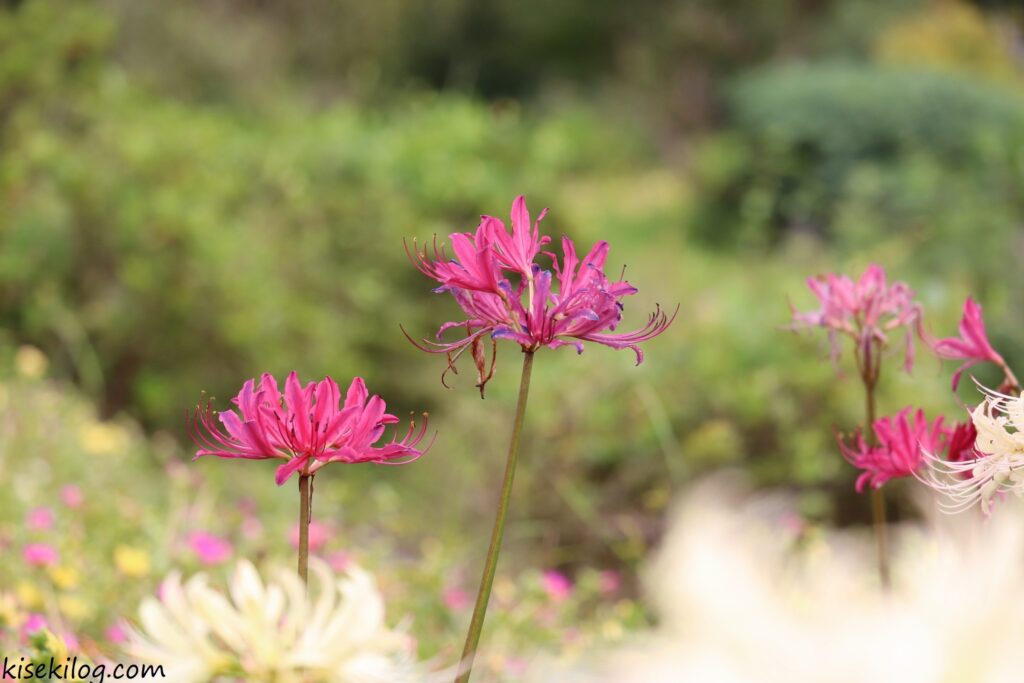 紫色の曼珠沙華　安達ケ原ふるさと村