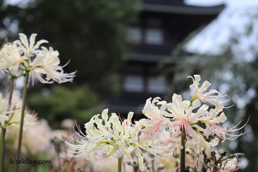 白曼珠沙華　安達ケ原ふるさと村　五重
塔